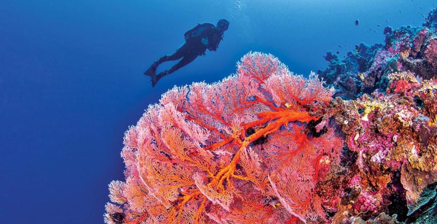 Pristine Paradise Dive Resort - Togean Islands, Una Una Pulau Unauna Екстер'єр фото
