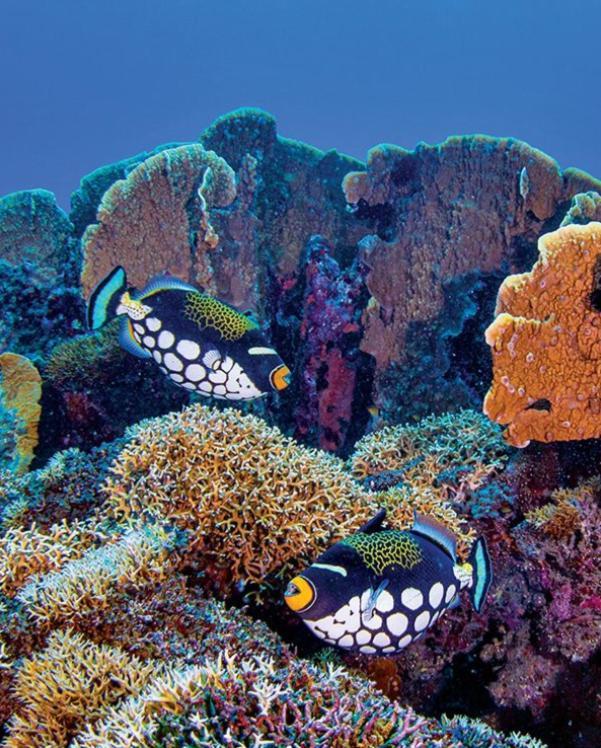 Pristine Paradise Dive Resort - Togean Islands, Una Una Pulau Unauna Екстер'єр фото